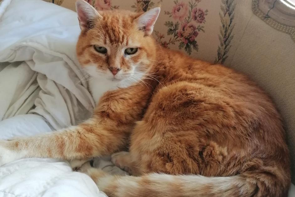 Verdwijningsalarm Kat rassenvermenging  Vrouwtje , 20 jaar Fondettes Frankrijk