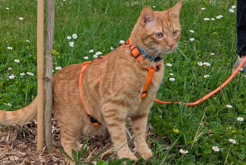 Verdwijningsalarm Kat  Mannetje , 2 jaar Longeville-sur-Mer Frankrijk
