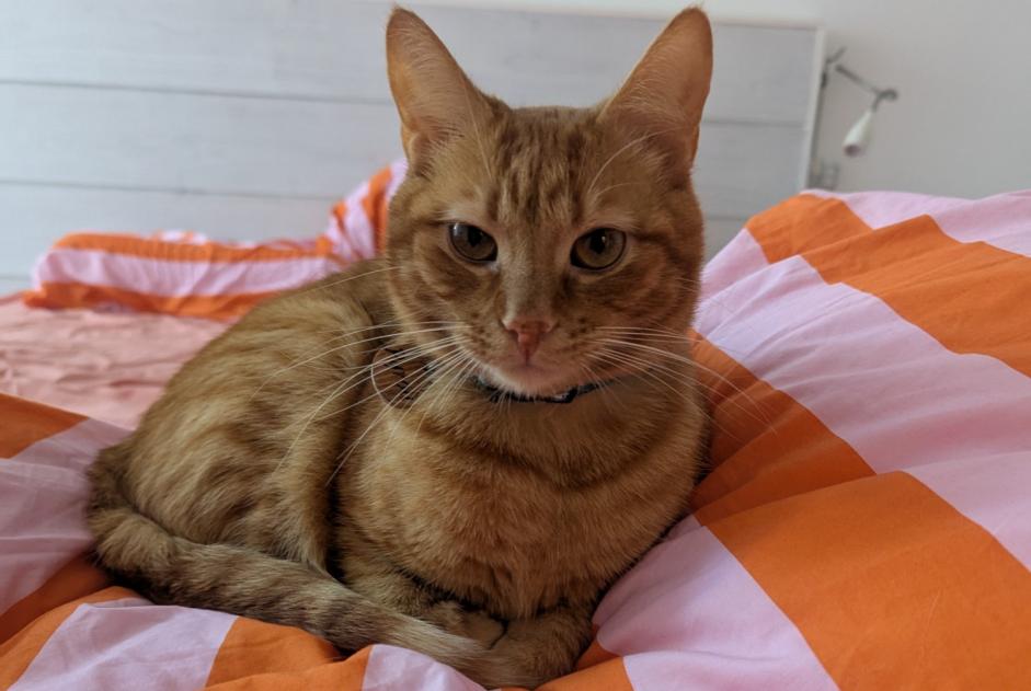 Verdwijningsalarm Kat  Mannetje , 2 jaar Longeville-sur-Mer Frankrijk