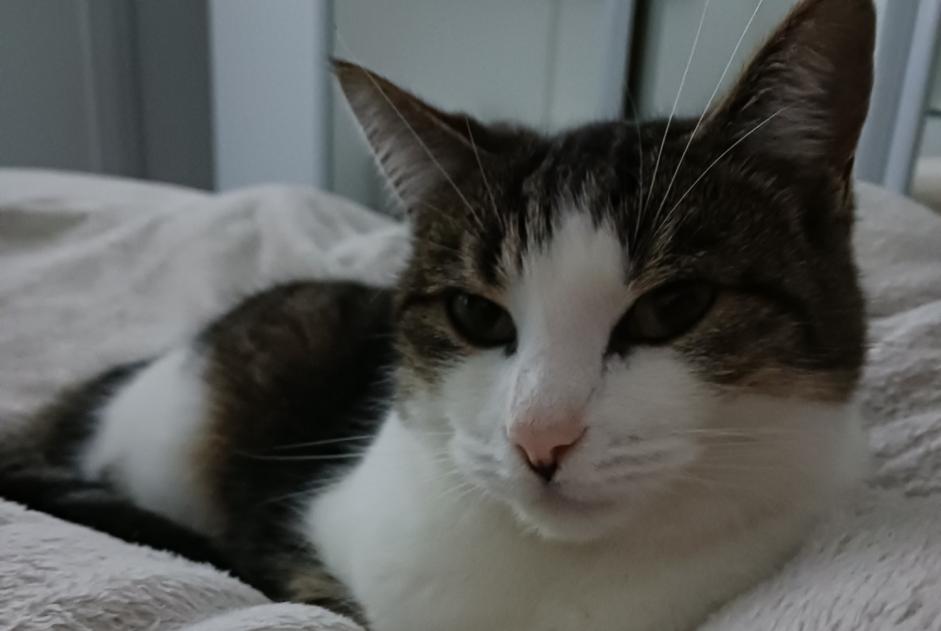 Verdwijningsalarm Kat  Vrouwtje , 5 jaar Gainneville Frankrijk