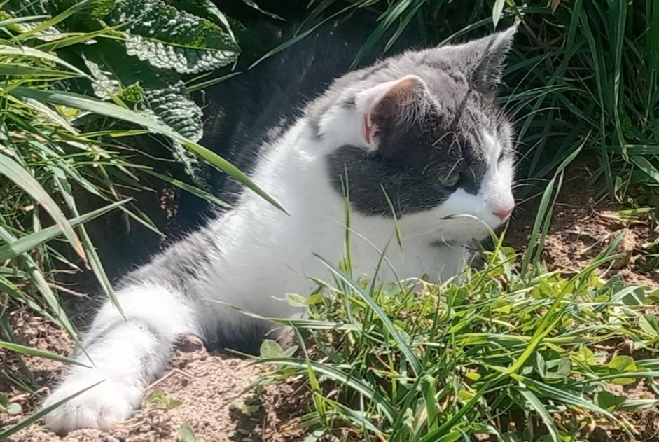 Verdwijningsalarm Kat Mannetje , 2 jaar Lamure-sur-Azergues Frankrijk