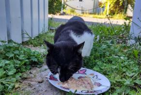 Ontdekkingsalarm Kat Mannetje L'Aiguillon-sur-Vie Frankrijk