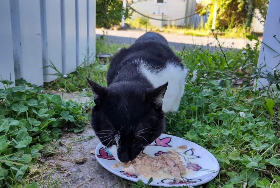 Ontdekkingsalarm Kat Mannetje L'Aiguillon-sur-Vie Frankrijk