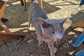 Ontdekkingsalarm Kat Mannetje , 1 jaar Plobannalec-Lesconil Frankrijk