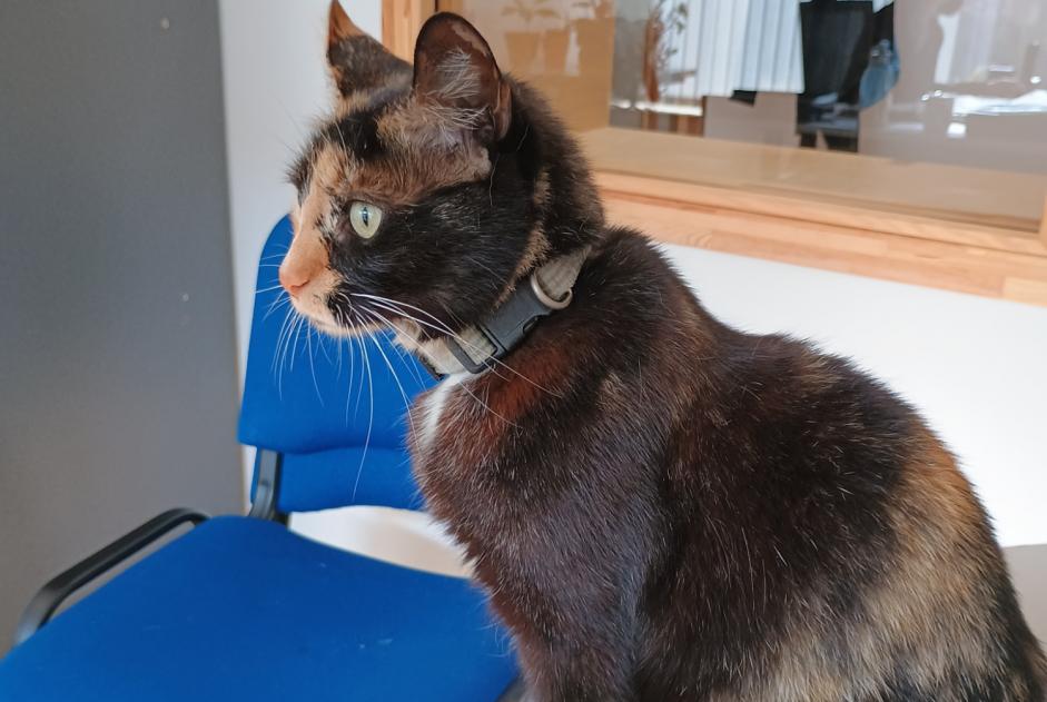 Ontdekkingsalarm Kat Onbekend Valence Frankrijk