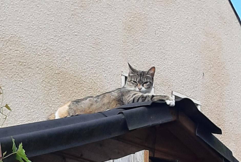 Ontdekkingsalarm Kat Vrouwtje , 1 jaar Dourdan Frankrijk