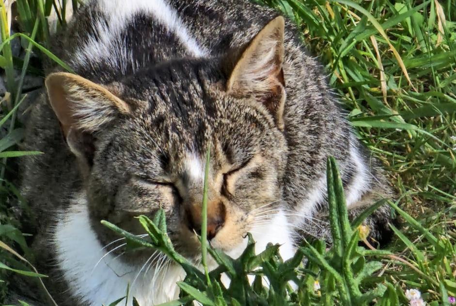 Ontdekkingsalarm Kat Onbekend Bannost-Villegagnon Frankrijk