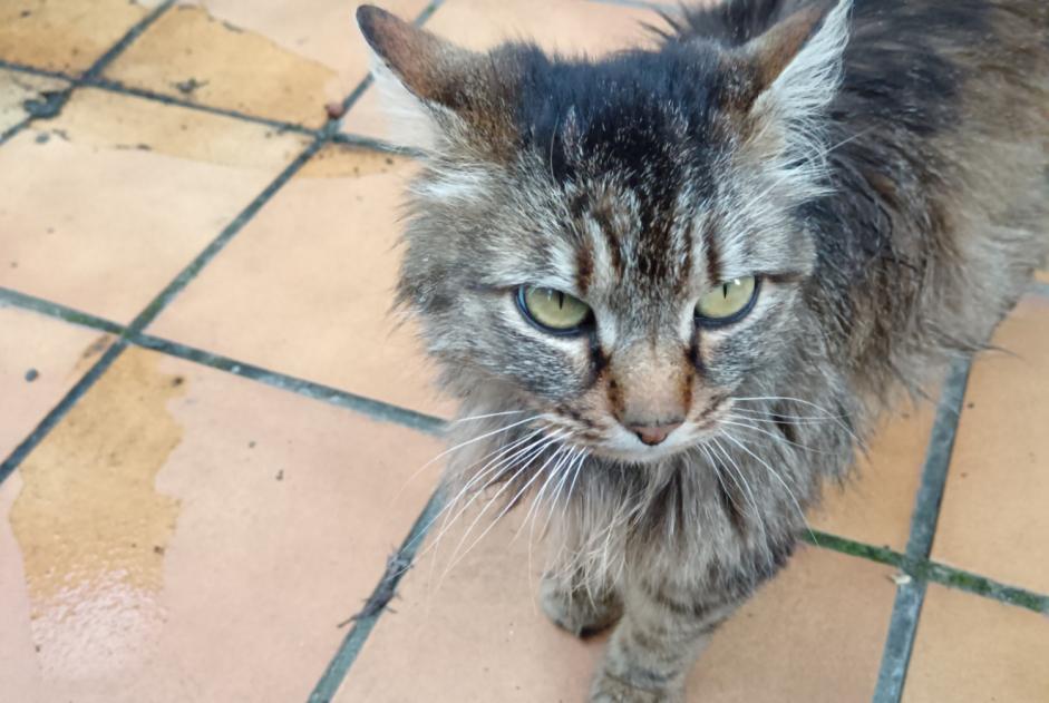 Ontdekkingsalarm Kat Onbekend , 3 jaar Alleyras Frankrijk