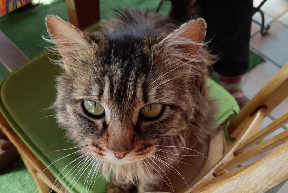 Ontdekkingsalarm Kat Onbekend , 3 jaar Alleyras Frankrijk