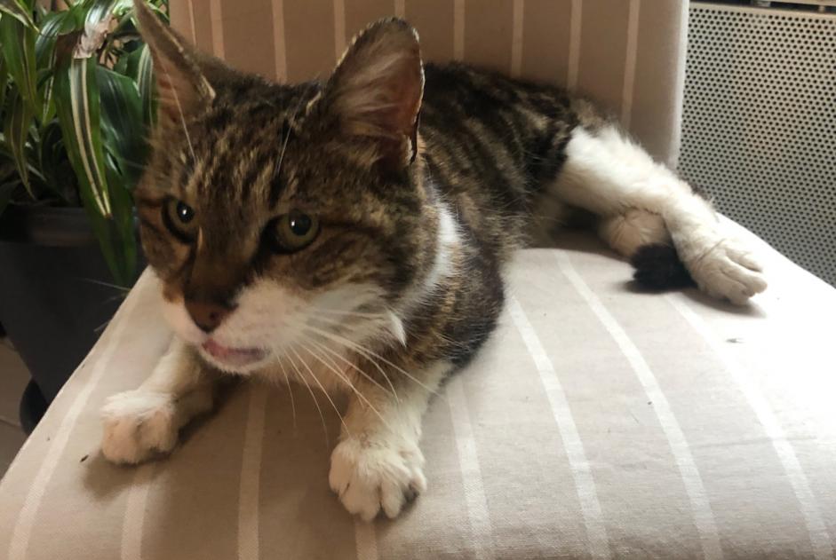 Ontdekkingsalarm Kat Vrouwtje Vernou-sur-Brenne Frankrijk