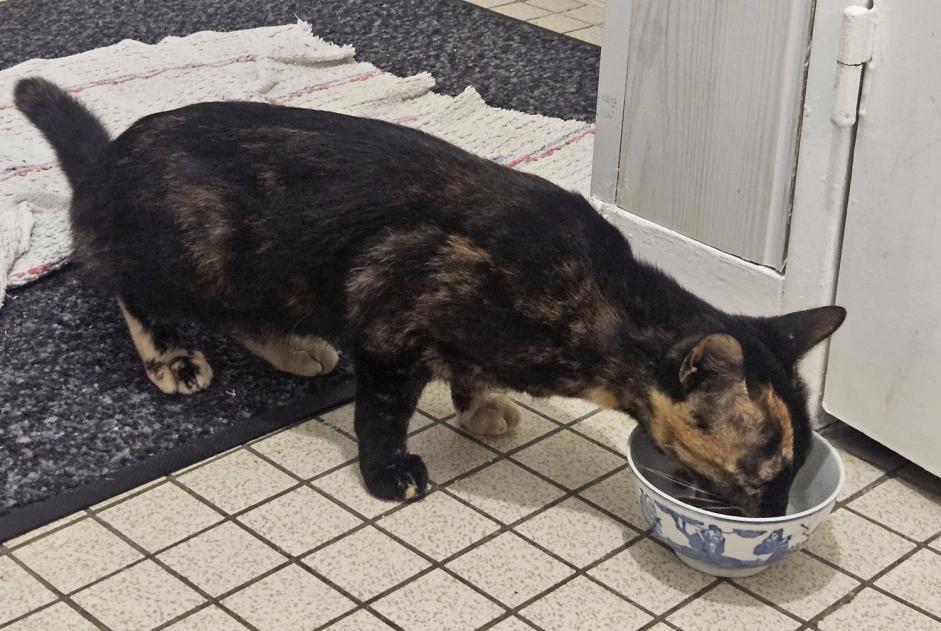 Ontdekkingsalarm Kat Vrouwtje Préfailles Frankrijk