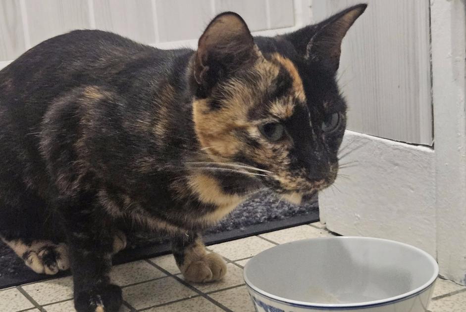 Ontdekkingsalarm Kat Vrouwtje Préfailles Frankrijk