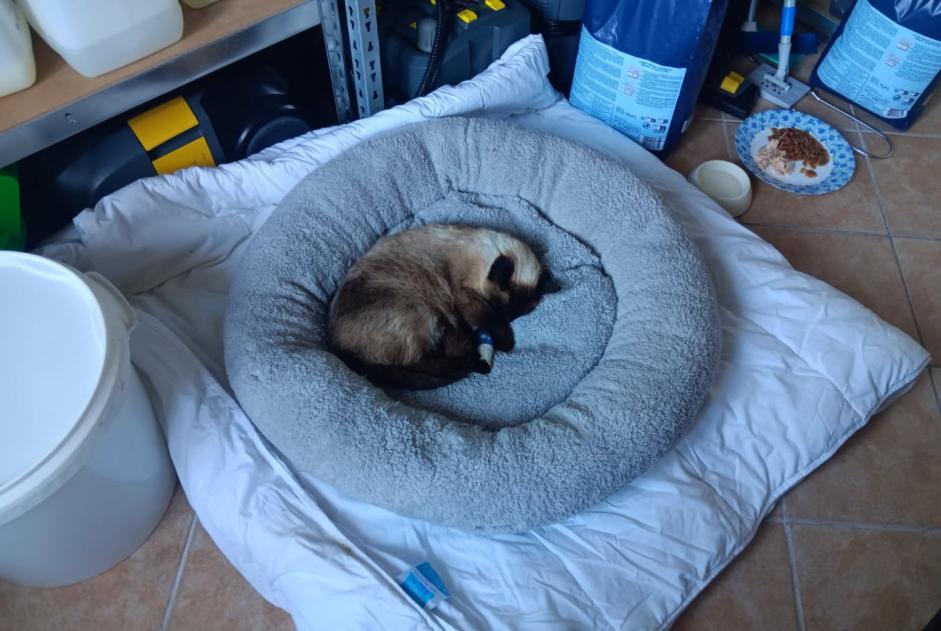 Verdwijningsalarm Kat  Vrouwtje , 4 jaar Sorgues Frankrijk