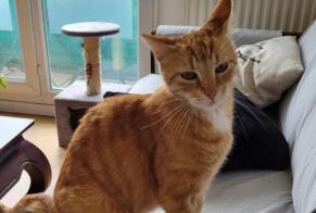 Verdwijningsalarm Kat Mannetje , 11 jaar Rueil-Malmaison Frankrijk