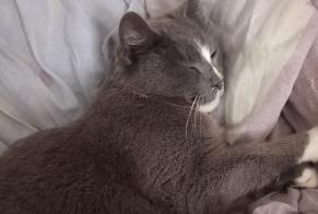 Verdwijningsalarm Kat Vrouwtje , 8 jaar Port-Vendres Frankrijk