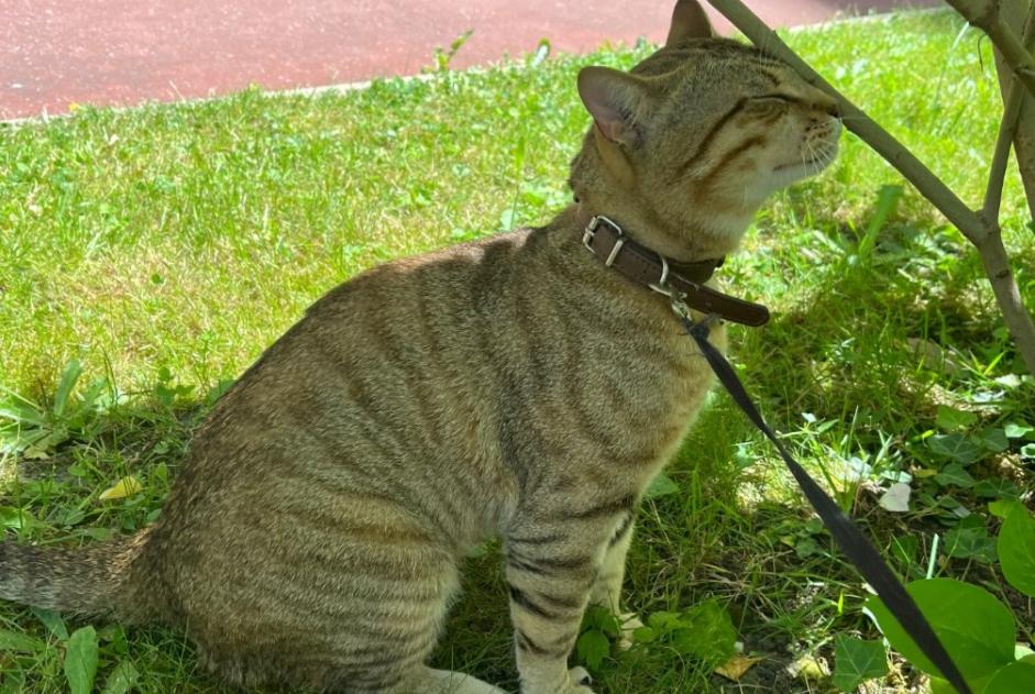 Verdwijningsalarm Kat  Mannetje , 1 jaar Gagny Frankrijk
