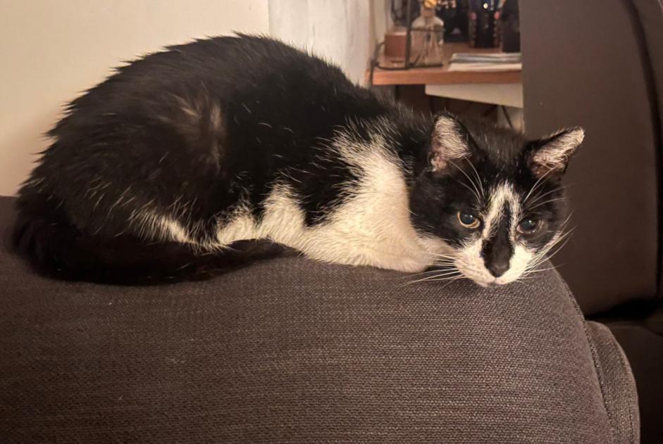 Verdwijningsalarm Kat rassenvermenging  Mannetje , 15 jaar Hem Frankrijk