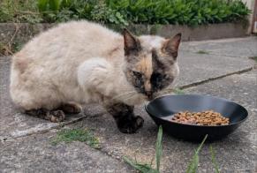 Ontdekkingsalarm Kat  Vrouwtje Brétigny-sur-Orge Frankrijk