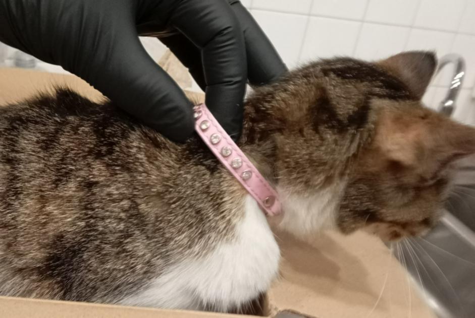 Ontdekkingsalarm Kat rassenvermenging  Onbekend L'Isle-d'Espagnac Frankrijk