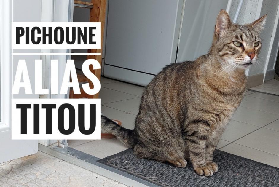 Verdwijningsalarm Kat  Mannetje , 11 jaar Le Bouchaud Frankrijk