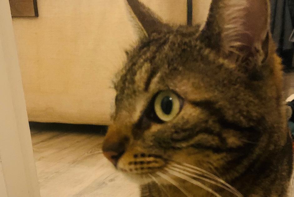 Verdwijningsalarm Kat  Vrouwtje , 5 jaar Aix-en-Provence Frankrijk