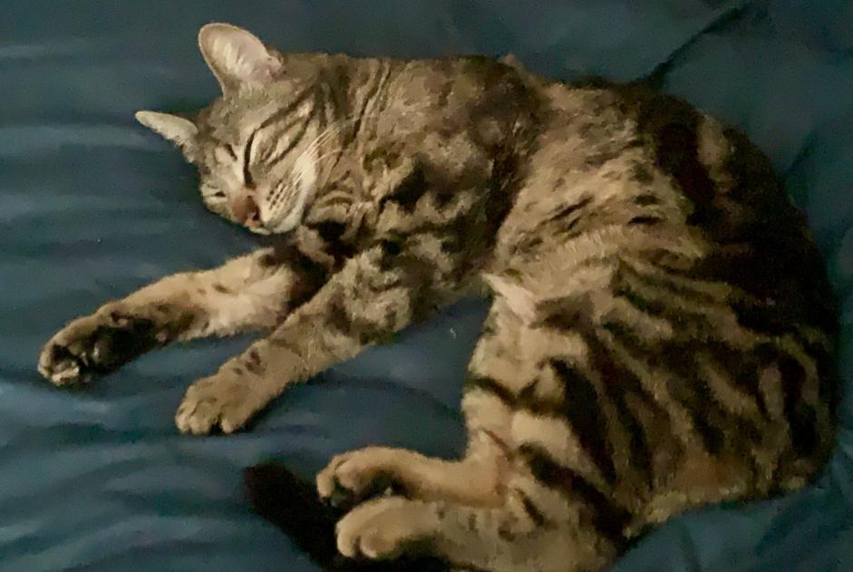 Verdwijningsalarm Kat  Vrouwtje , 5 jaar Aix-en-Provence Frankrijk