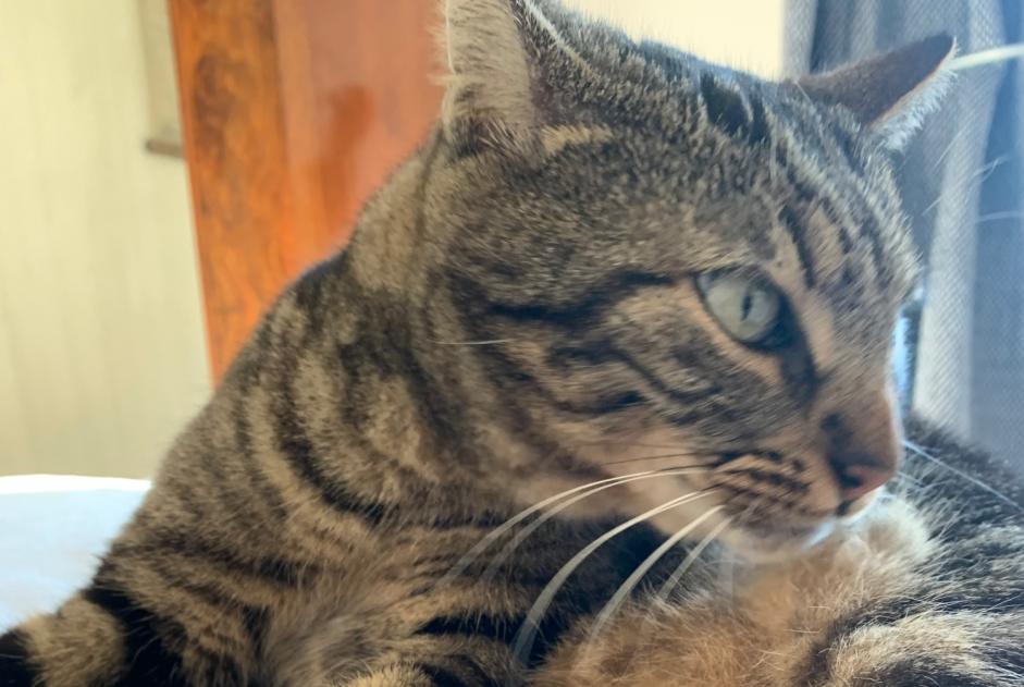 Verdwijningsalarm Kat  Vrouwtje , 5 jaar Aix-en-Provence Frankrijk