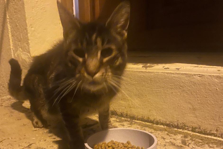 Ontdekkingsalarm Kat Mannetje Saint-Florent-sur-Cher Frankrijk