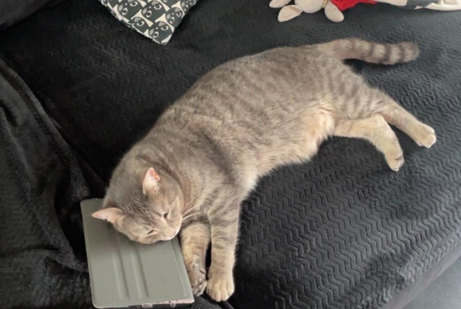 Verdwijningsalarm Kat Mannetje , 2 jaar Pierrelaye Frankrijk