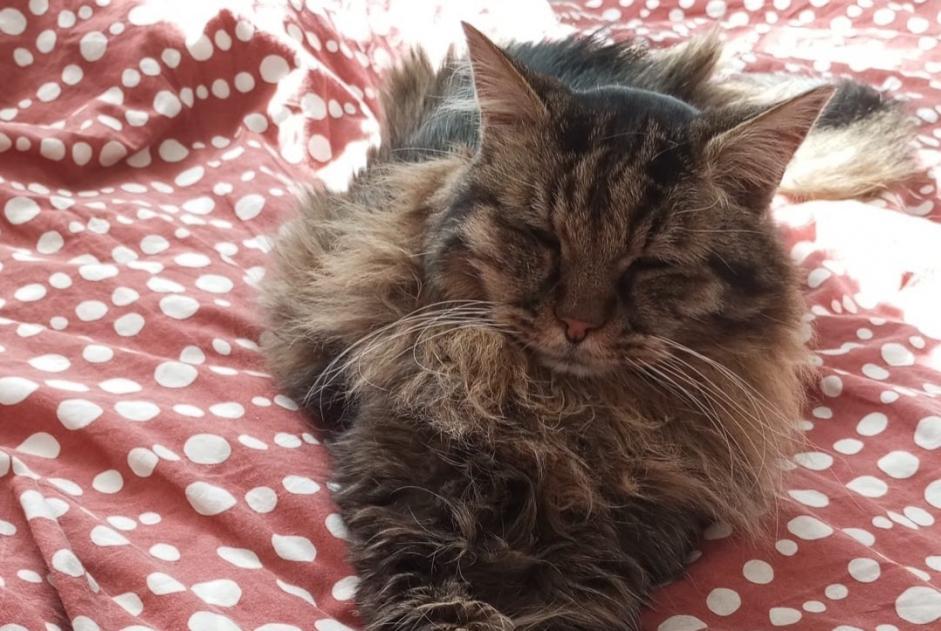 Verdwijningsalarm Kat Mannetje , 13 jaar Sceaux Frankrijk