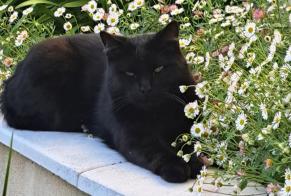 Verdwijningsalarm Kat Mannetje , 8 jaar La Rochelle Frankrijk