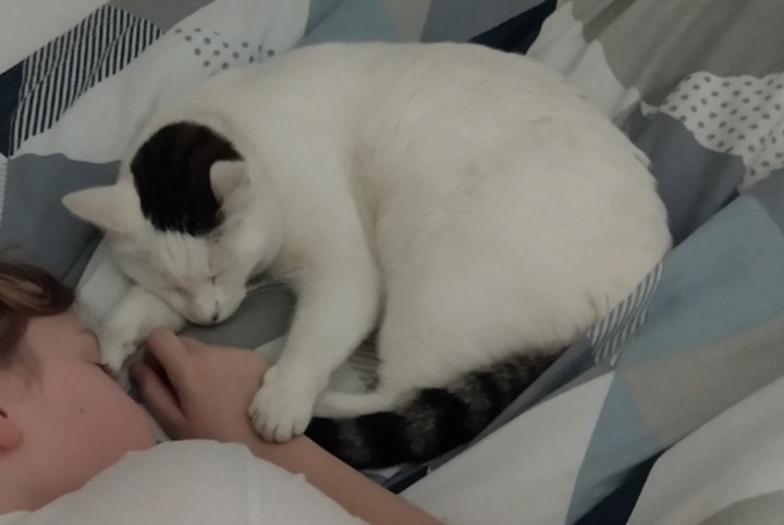 Verdwijningsalarm Kat Mannetje , 4 jaar Gond-Pontouvre Frankrijk
