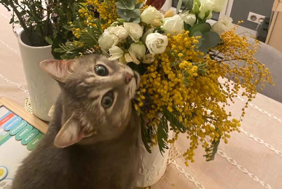 Ontdekkingsalarm Kat Mannetje , 3 jaar Dinard Frankrijk