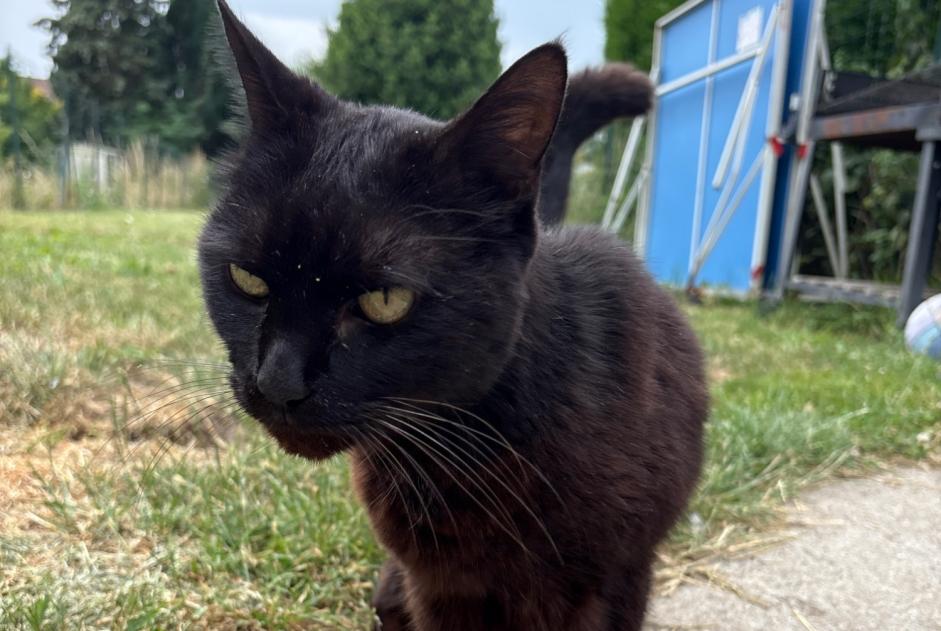 Ontdekkingsalarm Kat Onbekend Pérenchies Frankrijk