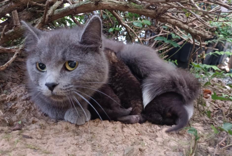 Ontdekkingsalarm Kat Vrouwtje Domagné Frankrijk