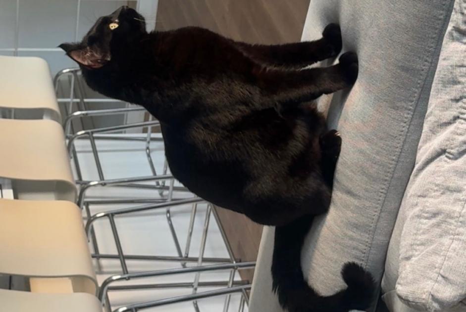 Verdwijningsalarm Kat Vrouwtje , 1 jaar Martigues Frankrijk