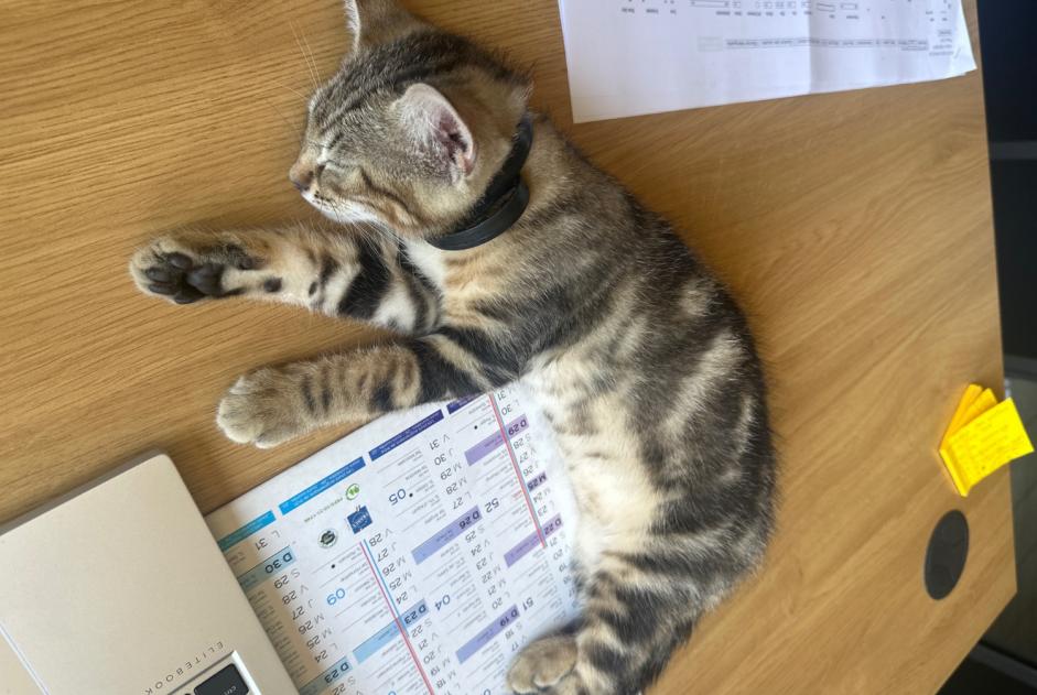 Ontdekkingsalarm Kat Mannetje Annonay Frankrijk