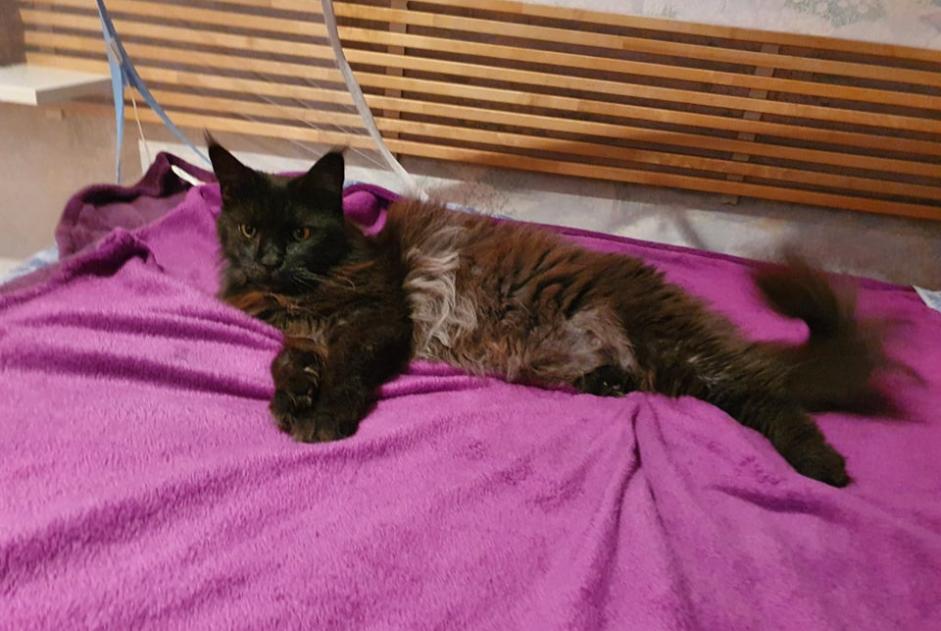 Alerta desaparecimento Gato  Fêmea , 11 anos Le Beausset France