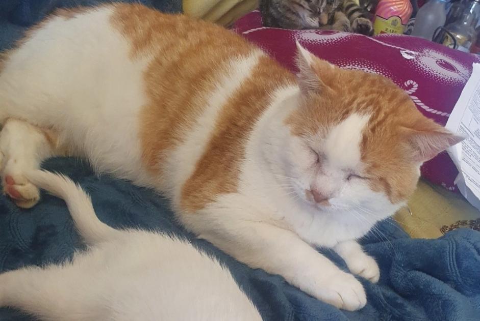 Alerta desaparecimento Gato Macho , 10 anos Guignen France