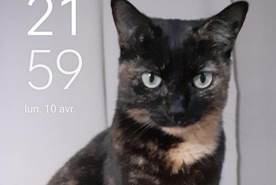 Alerta desaparecimento Gato  Fêmea , 11 anos Perpignan France