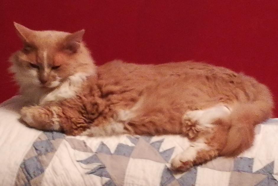 Alerta desaparecimento Gato cruzamento  Macho , 13 anos Plescop France