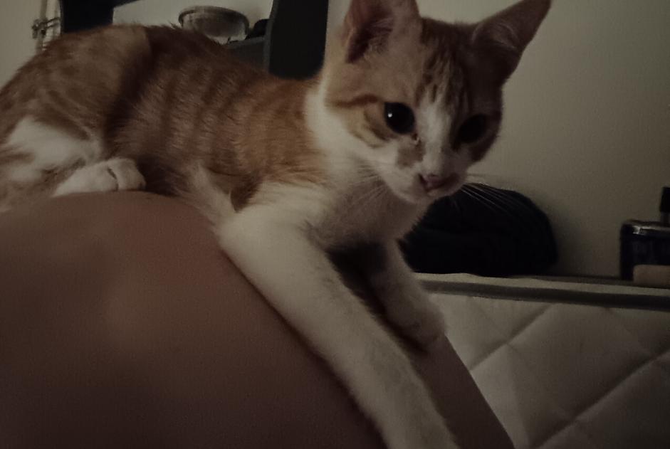 Alerta desaparecimento Gato Macho , 1 anos Rezé France