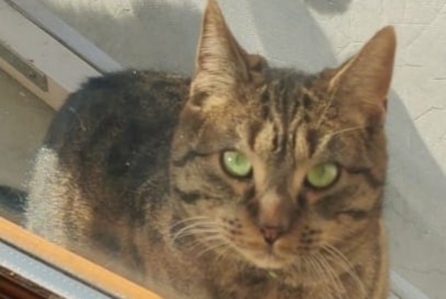Alerta desaparecimento Gato  Macho , 3 anos Saint-Germain France