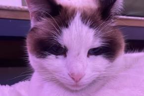Alerta desaparecimento Gato cruzamento  Fêmea , 3 anos La Motte-Servolex France