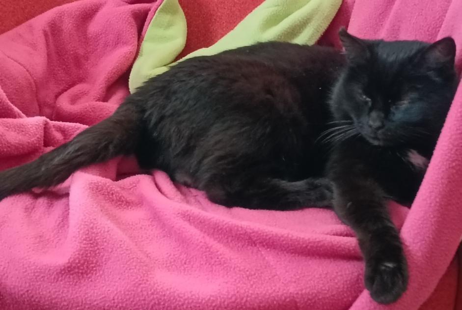 Alerta desaparecimento Gato Fêmea , 12 anos Nivillac France