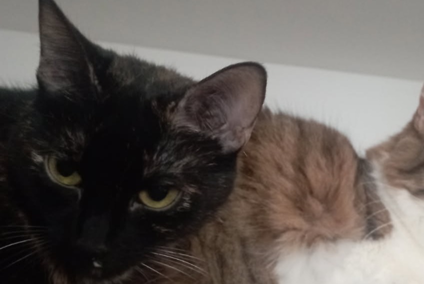Alerta desaparecimento Gato cruzamento  Fêmea , 4 anos Bouillargues France