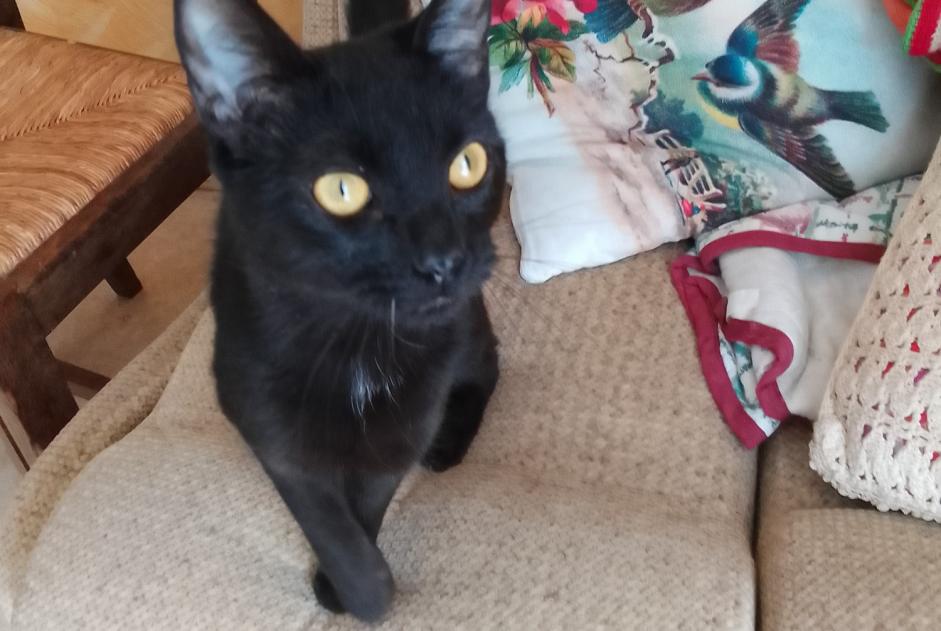 Alerta descoberta Gato Fêmea Tours France