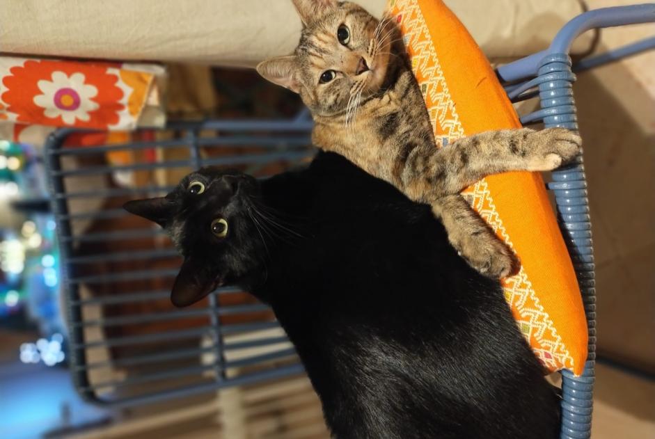 Alerta desaparecimento Gato  Macho , 2 anos Nîmes France