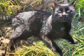 Alerta desaparecimento Gato  Macho , 1 anos Madré France