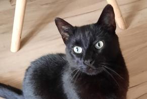 Alerta desaparecimento Gato Macho , 6 anos Dol-de-Bretagne France